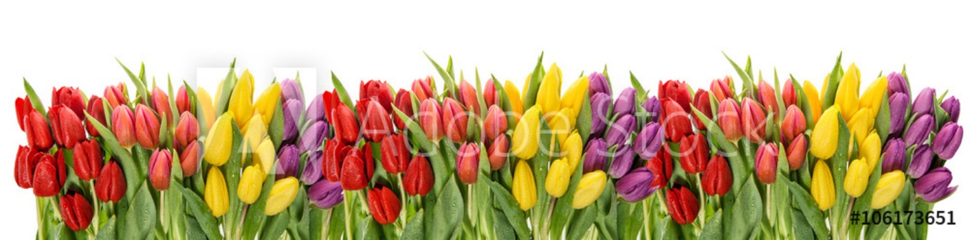 Picture of Fresh spring tulips water drops Flower border